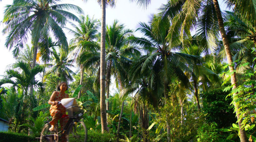 coconut forest