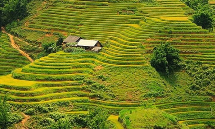 Sapa