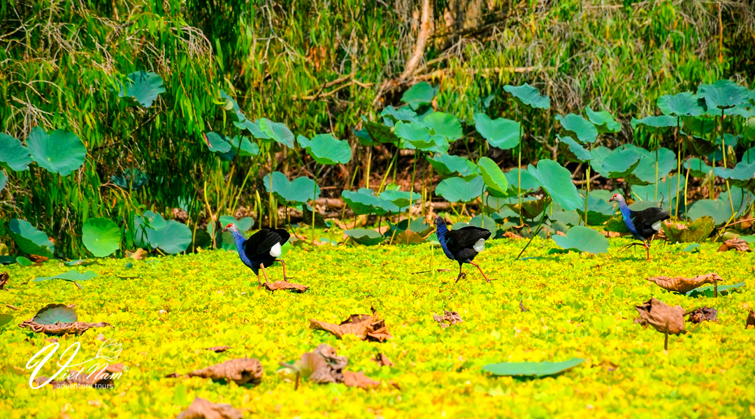 Exploring Mangrove Forests and Bird Sanctuaries